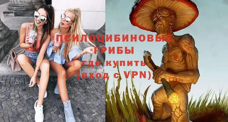 купить   сайты даркнета официальный сайт  Галлюциногенные грибы Psilocybe  Колпашево 